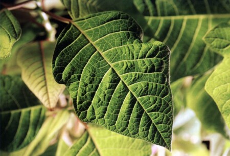 Вот такое на окне!