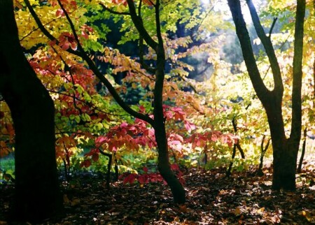 Осенний Парк