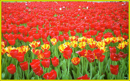 Тюльпаны