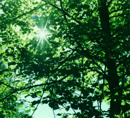 Осенние лучи