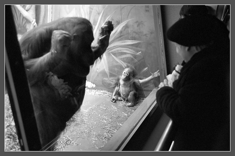 ZOO(3) - Мама, кто это?..
