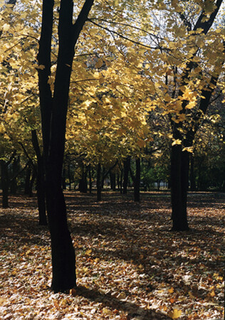 Осень в парке...