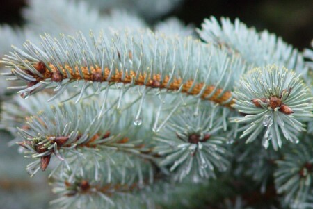 Голубая лапка ели (Из серии &quot;Ёлки-палки)