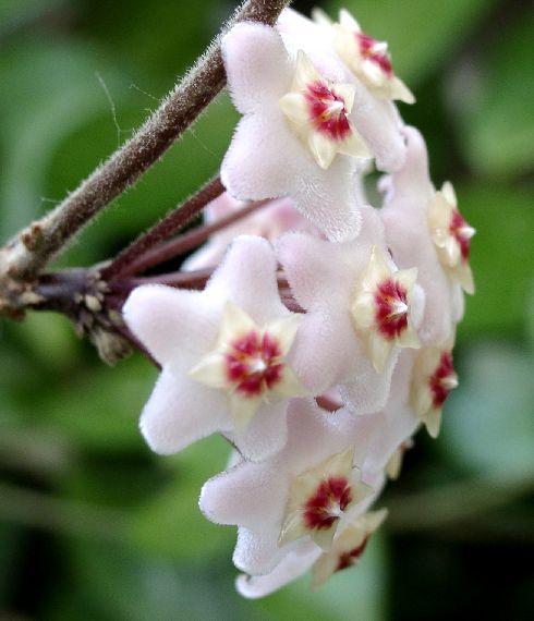 Плющ восковой (Hoya carnosa)