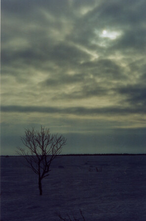 Зима. Ночь. Дерево.