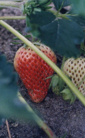 Возвращаясь к ягодной теме