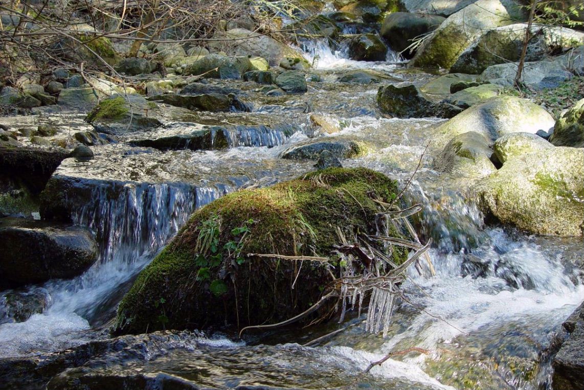 Лесная вода