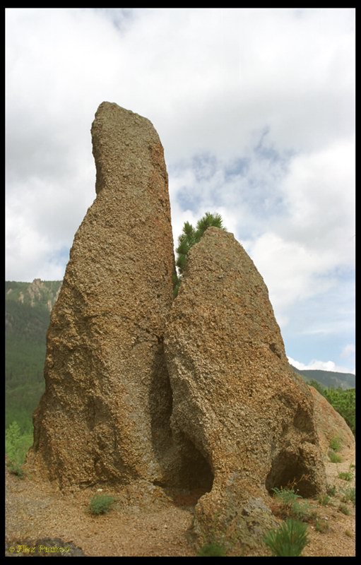 "Тюлени"