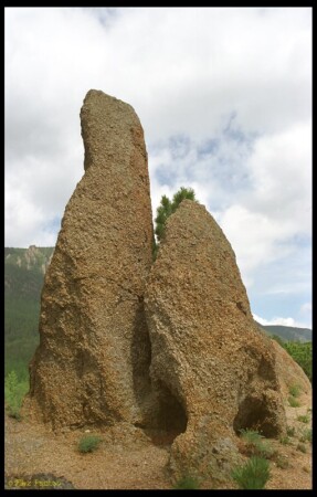 "Тюлени"