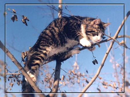 Гуляя с листиком в зубах.....