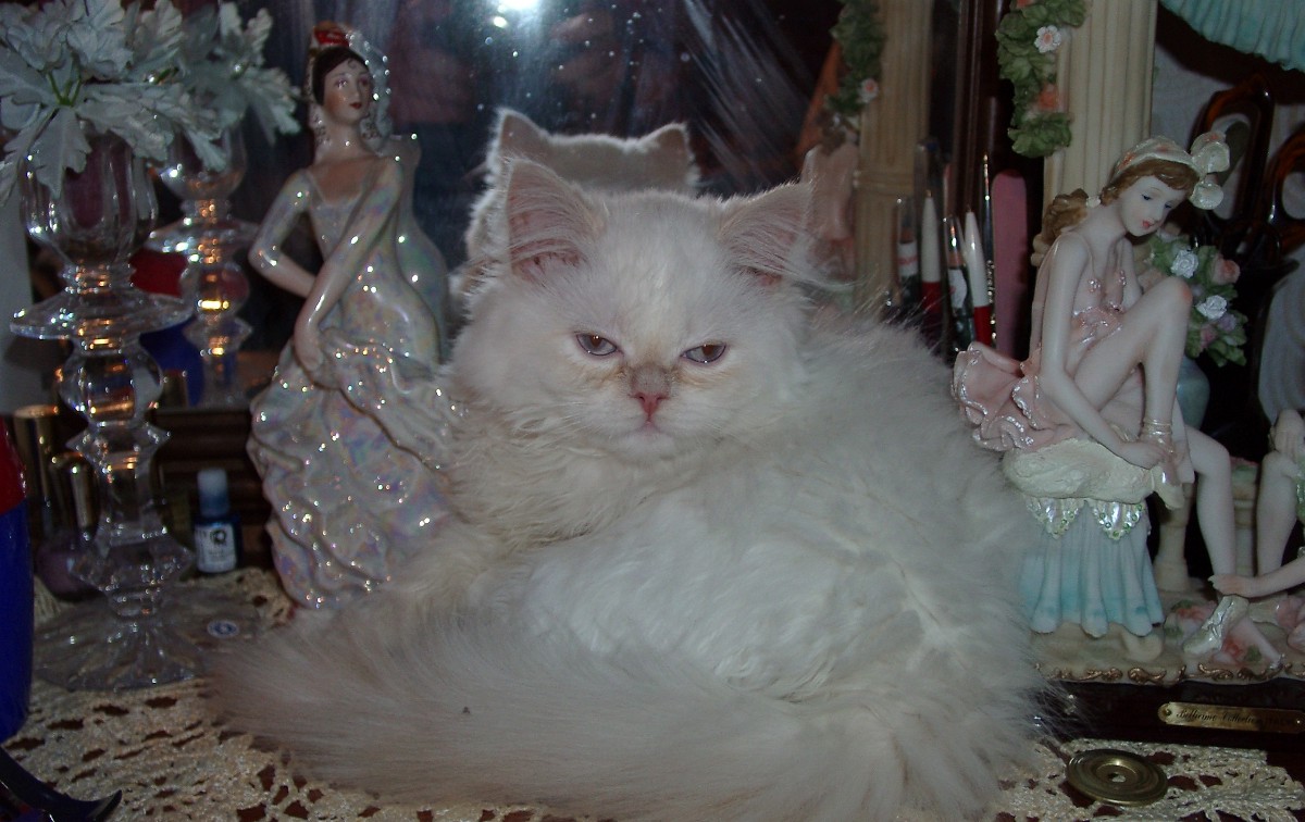 Котяра расслабляется