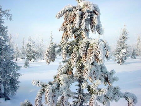Шишки под снегом