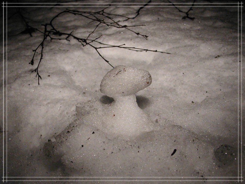 Грибок