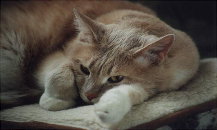 Кошан