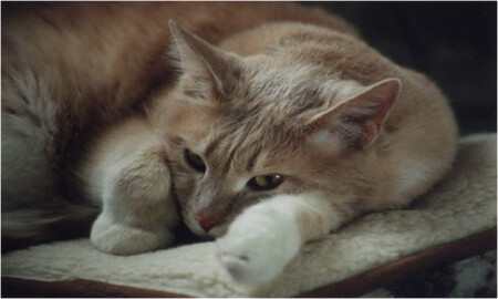 Кошан