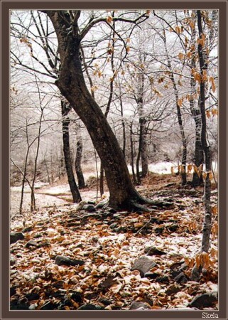 Падаю. Первый снег.