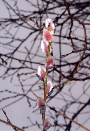 Верба распустилась...