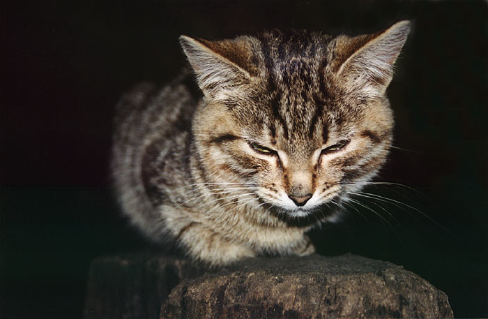 Обычный сонный котеннок ;-)