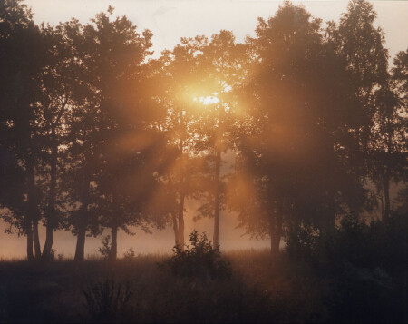 Утро в лесу