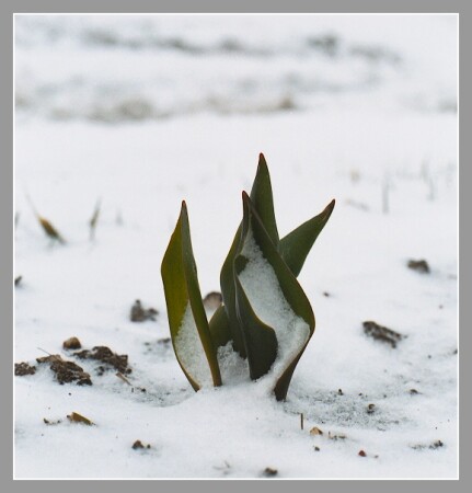 злая шутка природы