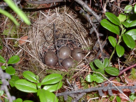 Гнездо в лесу