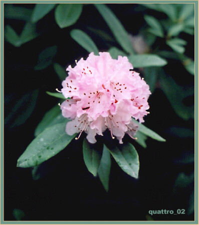 Рoзoвый цвет вeсны