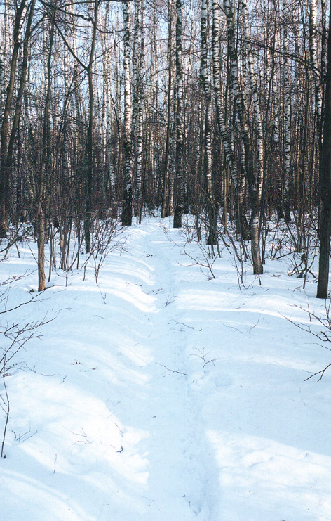 Лесная тропка