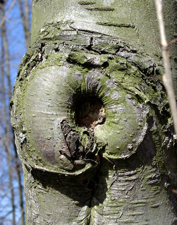 Дупло.