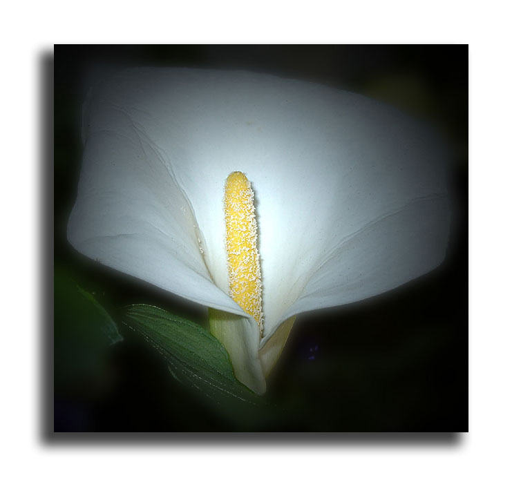 Flowers Gallery #1