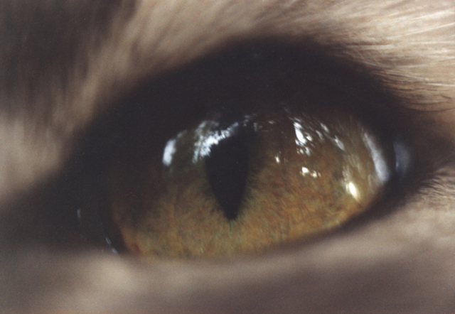 CatEye