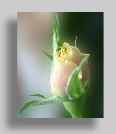 Flowers Gallery #2