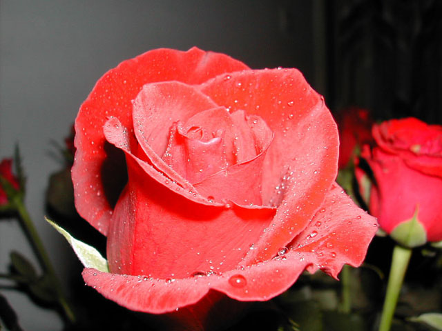 roza