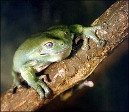 Путешественница