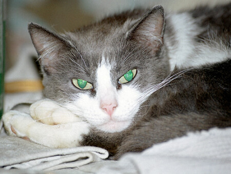 Мусик думает на печке о своем ...