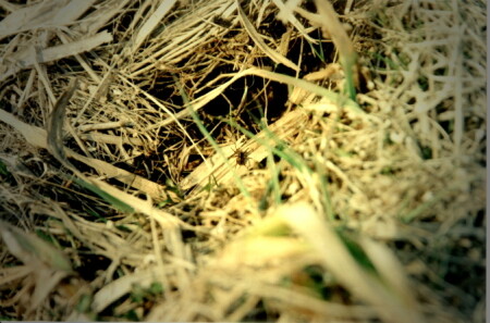 Весна у паучка