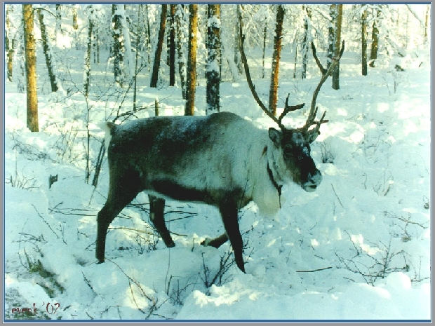 "Орон"