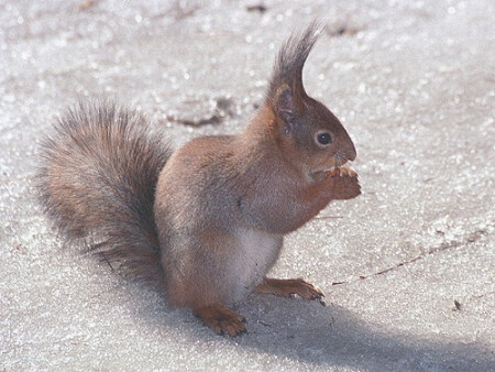 Зовите меня просто Бел