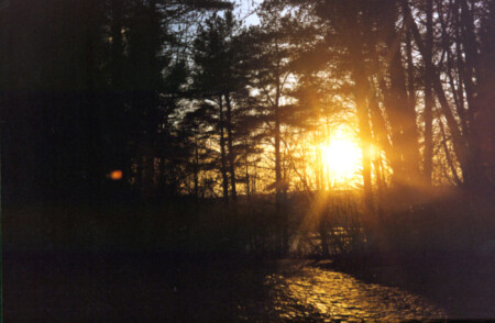 Утро в мартовском лесу-2