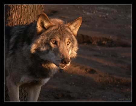Волк "Портреты Животных"