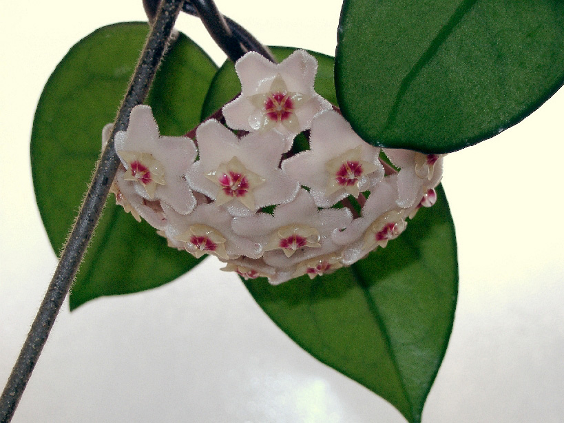 Плющ восковой (Hoya carnosa)2