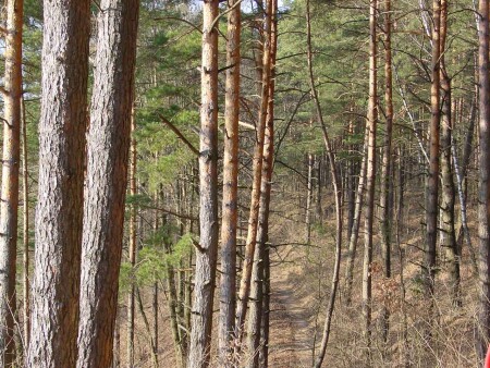 Колючий лес