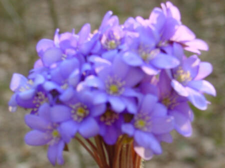 Подснежники