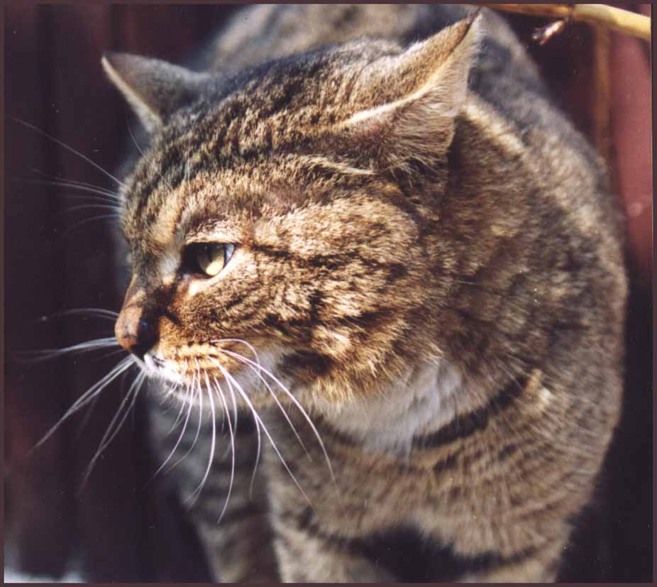 Кот