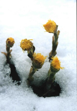 самые первые