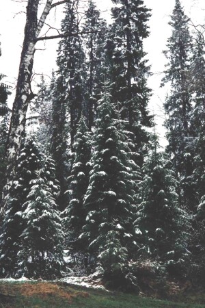 Последний снег