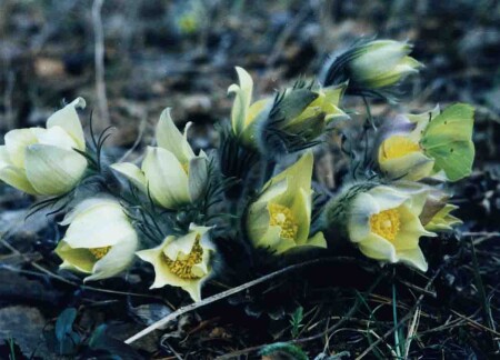 Подснежники