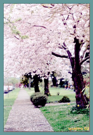 Вишнёвый дождь