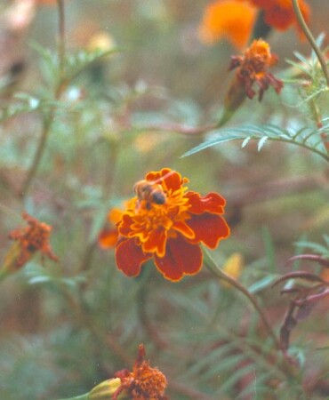 Осенние маячки