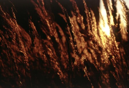 трава у дома