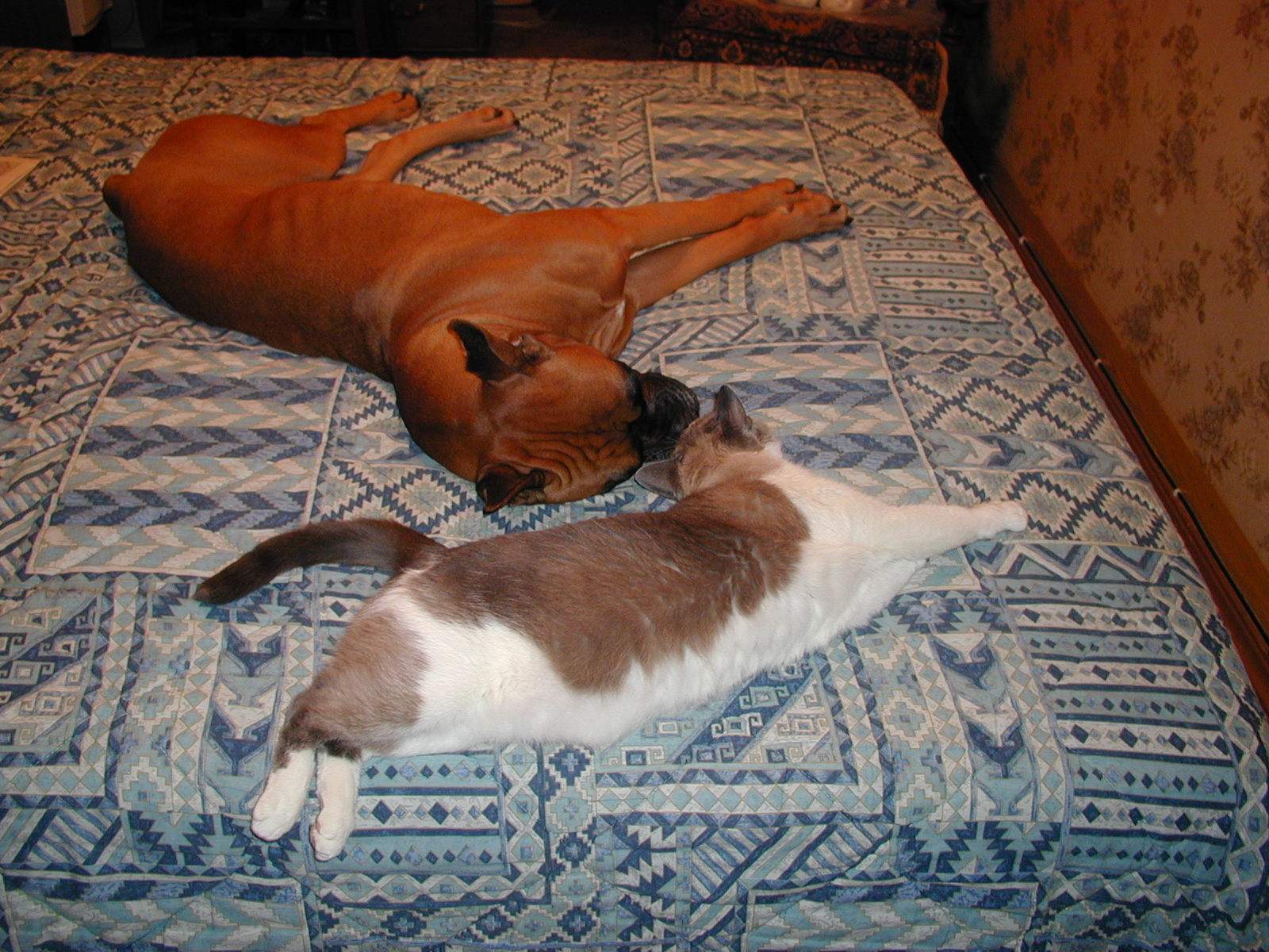кот с собакой
